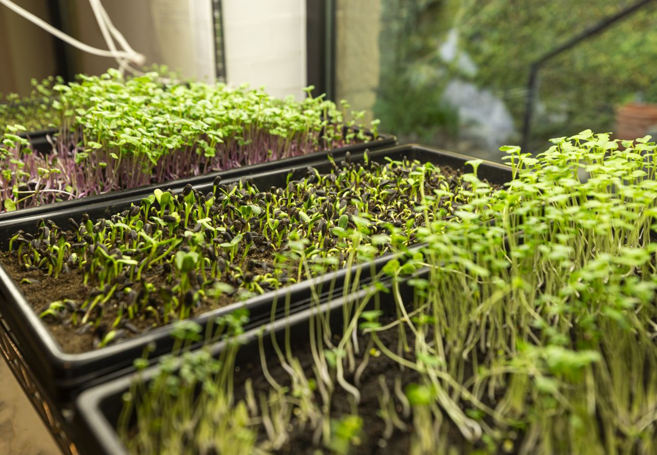 Villa em Malveira da Serra - A Pines & Palms Estate
